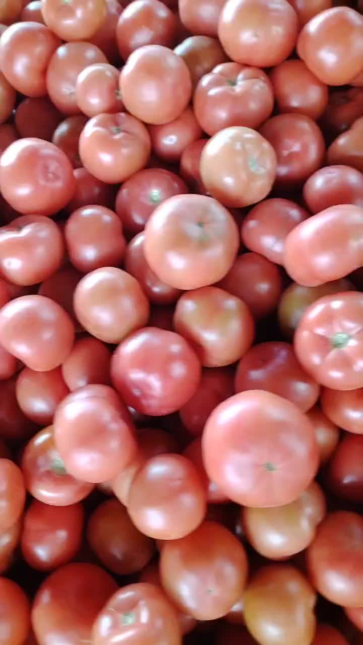 供应西红柿,四川省西昌市