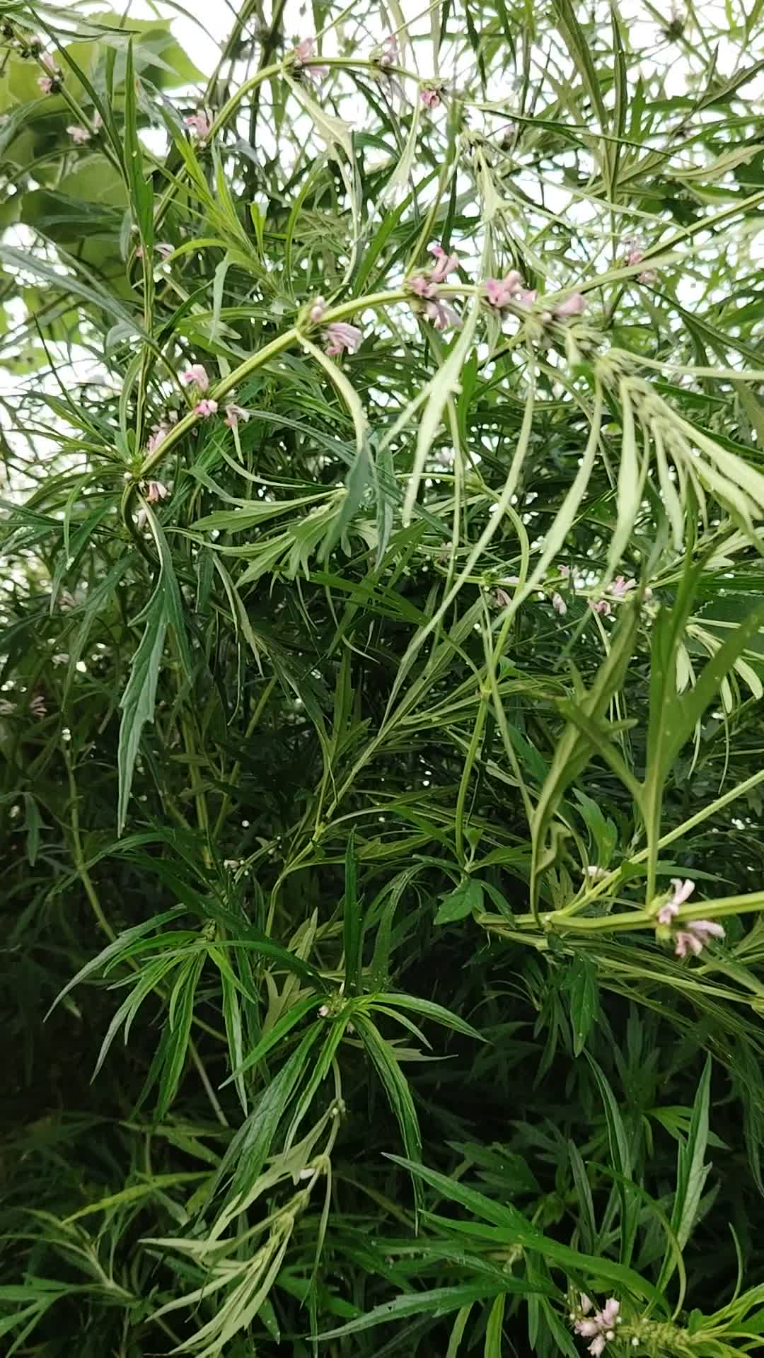 鲜益母草野里