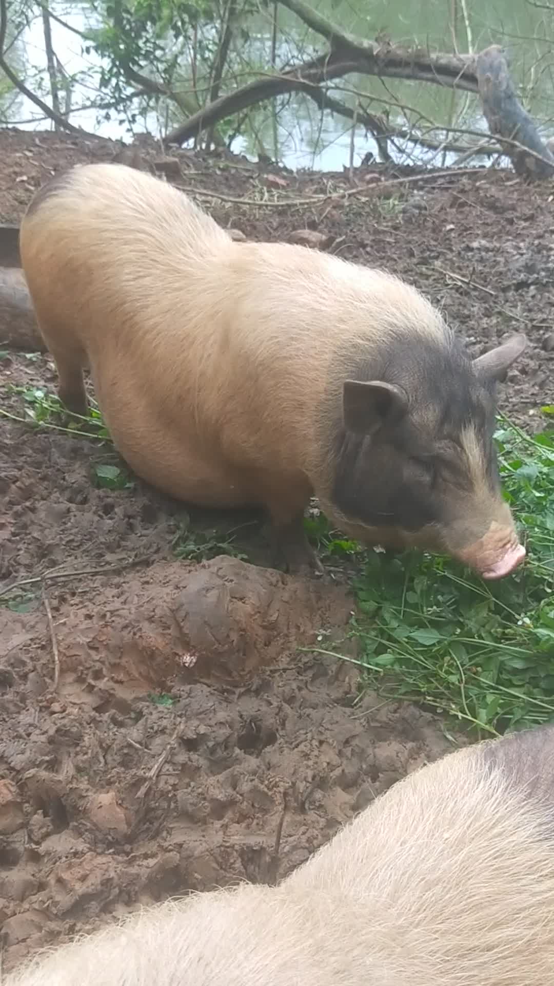 广西南宁地区巴马香猪生态养殖场