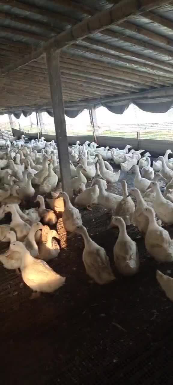 淘汰老鸭出售，养殖超过540天精品老鸭