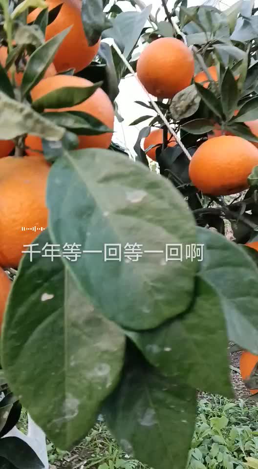 温岭市金港生态农业种植园，爱嫒28红美人，