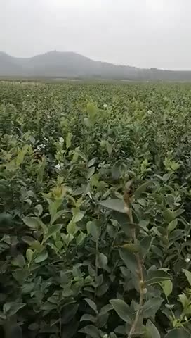 大量供应高产油茶苗