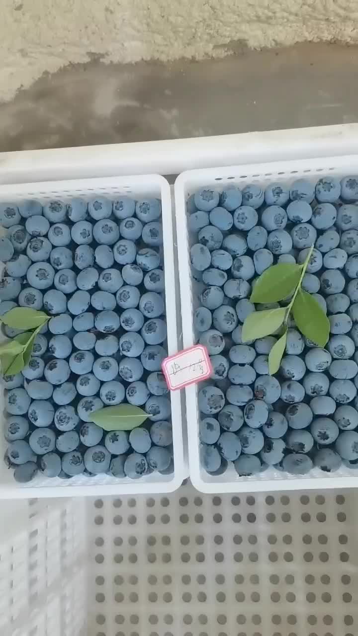 蓝莓口感脆甜 当地种植 支持全国代发