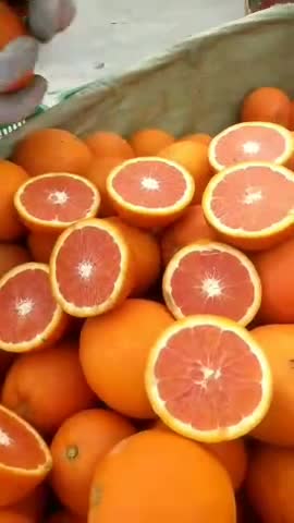 伦晚脐橙，夏橙，血橙，中华红，产地大量供货