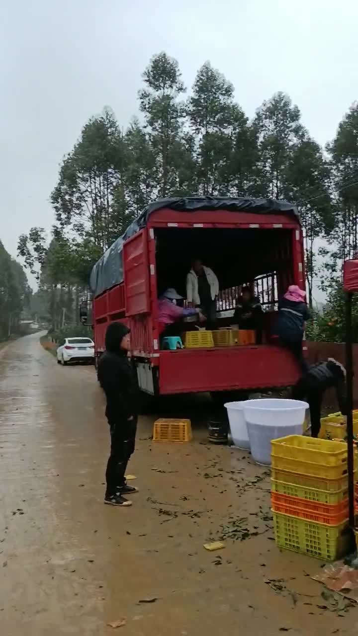 南宁橙萌汁汁果业，广西武鸣沃柑大量上市。