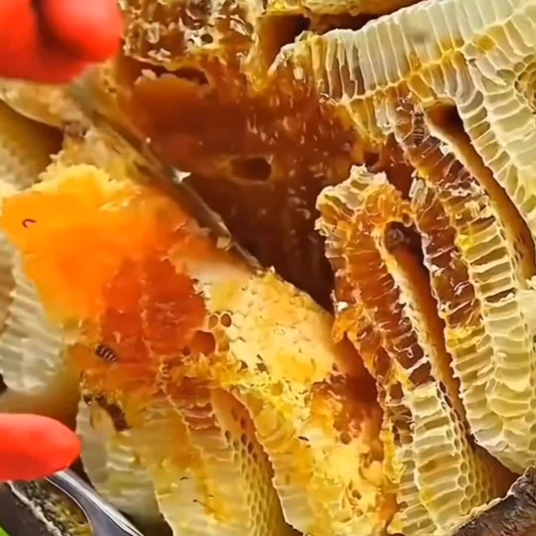 四川阿坝州高原野蜜蜂土蜂蜜