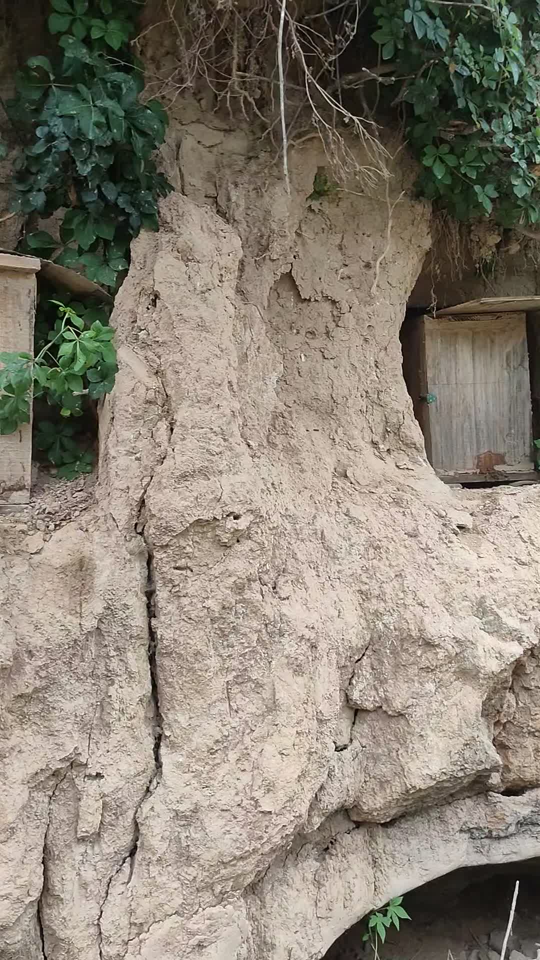 陕甘交界的子午岭野蜂蜜土蜂蜜