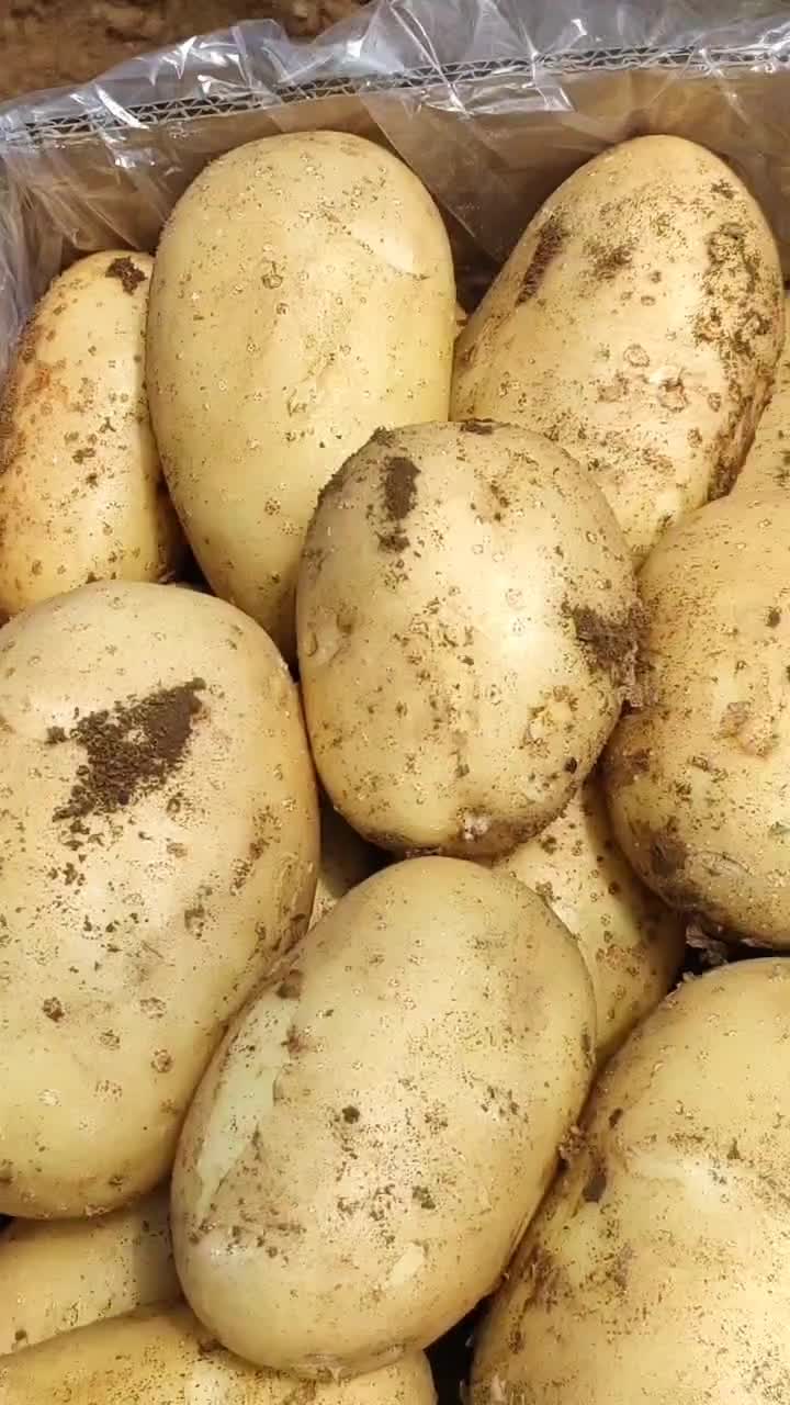 土豆，十宴一号土豆大量现货！一手货源！
