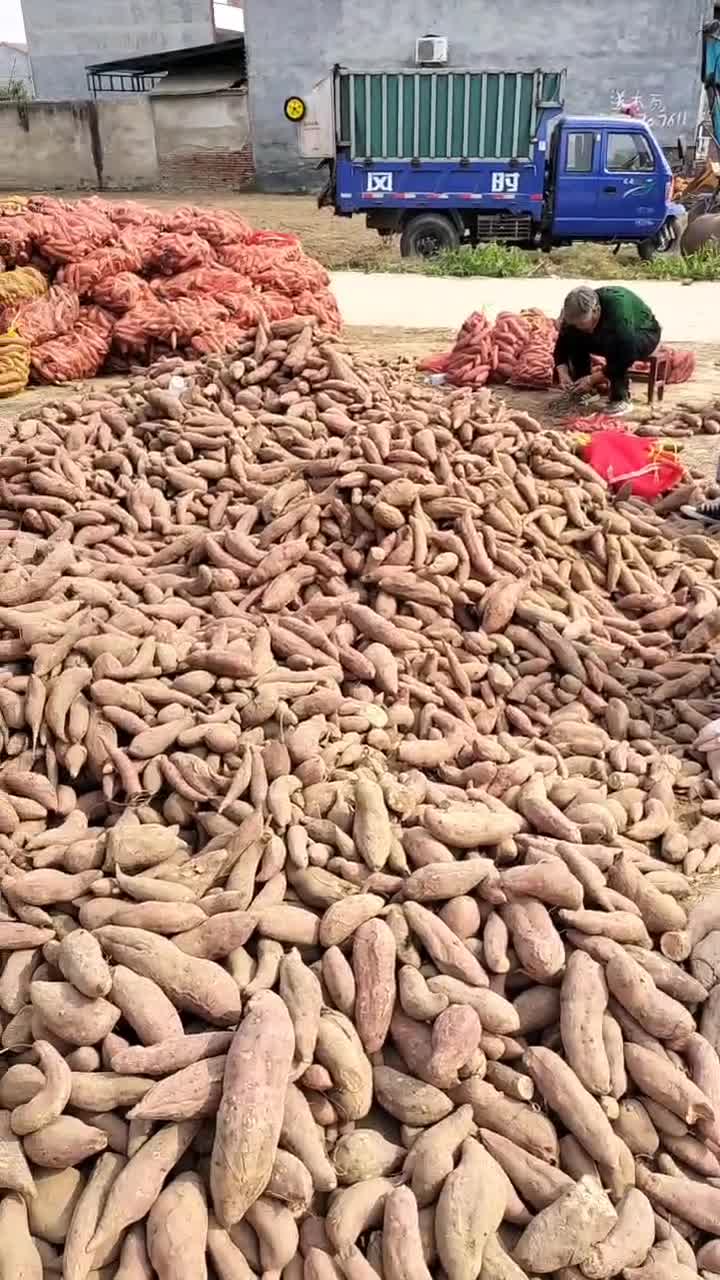 西瓜红红薯有十万斤左右