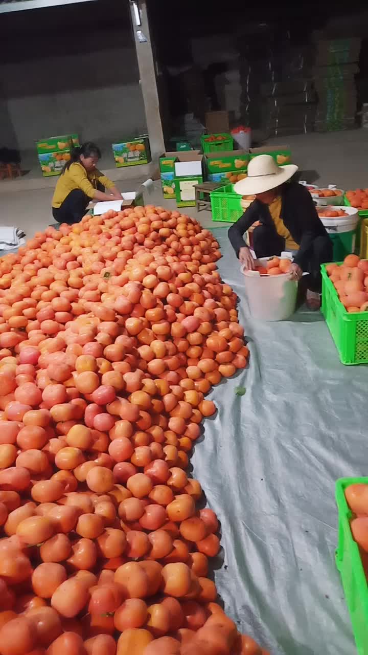 云南保山蒲缥甜脆柿