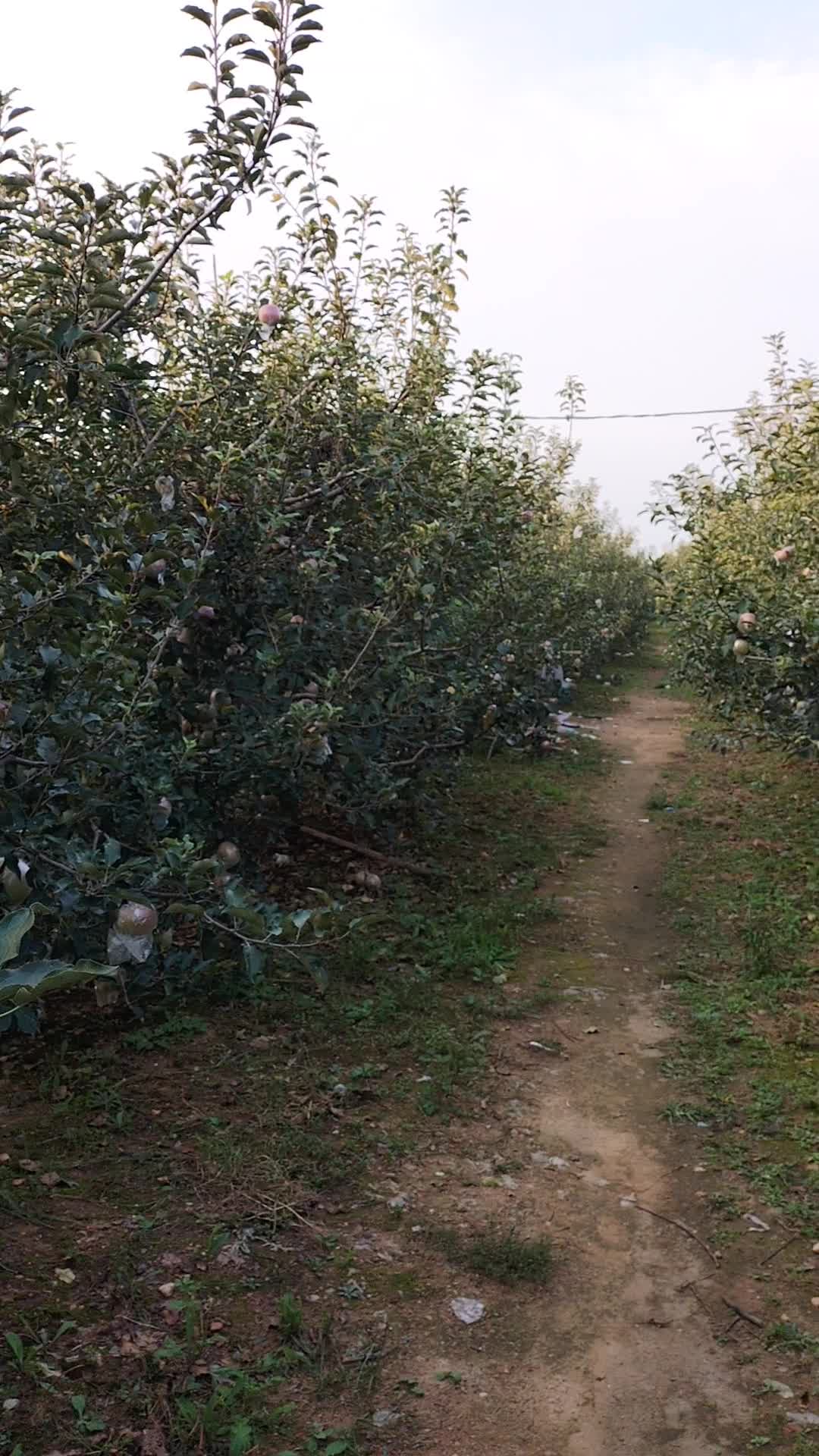 供应苹果,山东省，临沂市，沂水县