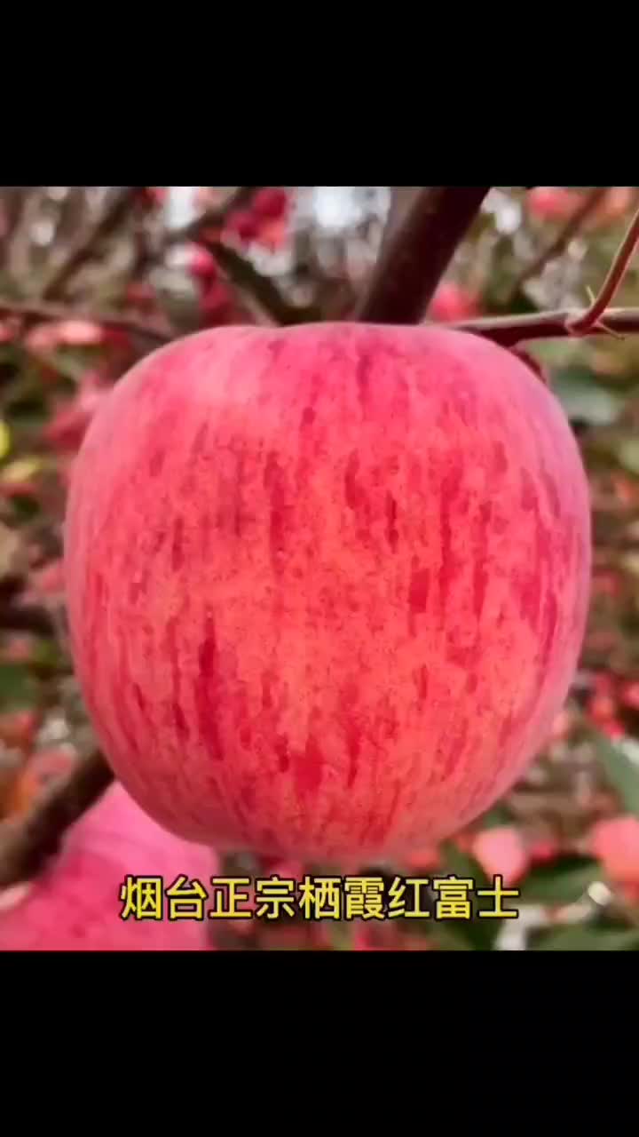 烟台红富士苹果原产地