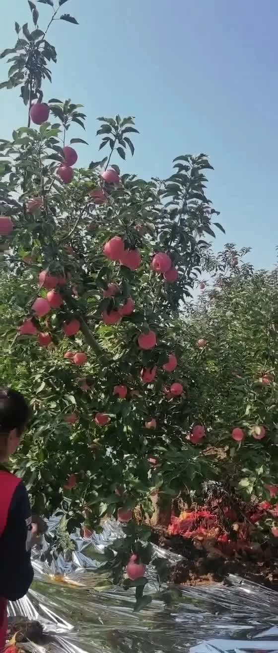 供应苹果,辽宁锦州