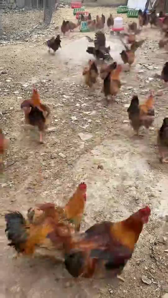 贵州农家散养土鸡，走地鸡