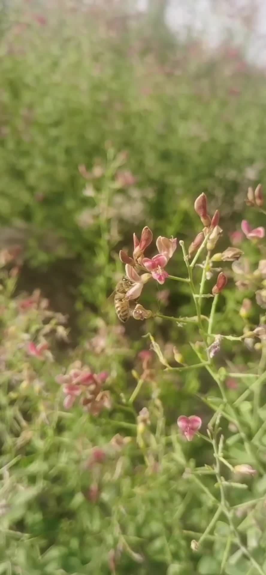 新疆戈壁滩，特种蜂蜜，产地直销，正宗货源