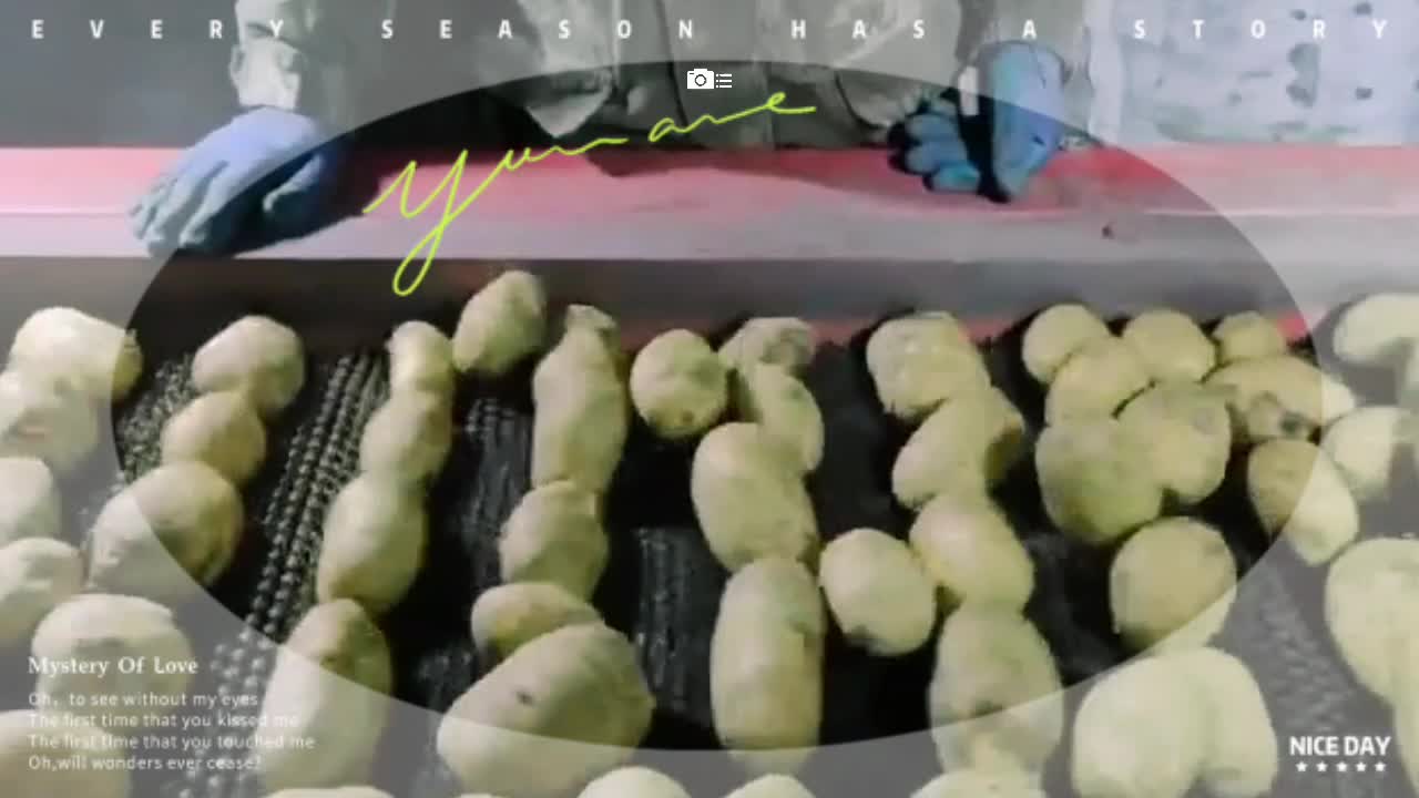 内蒙古黄心土豆 大量出货欢迎咨询
