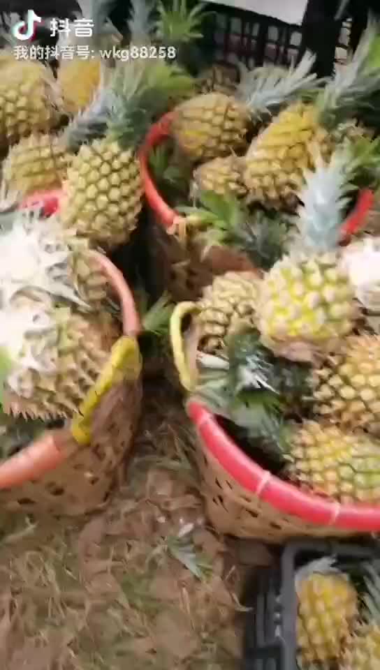 中国徐闻菠萝产地直销