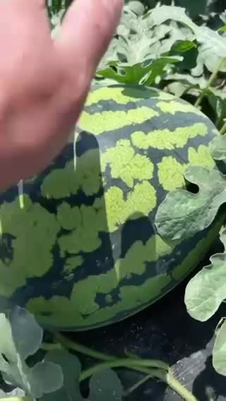 甜王西瓜🍉