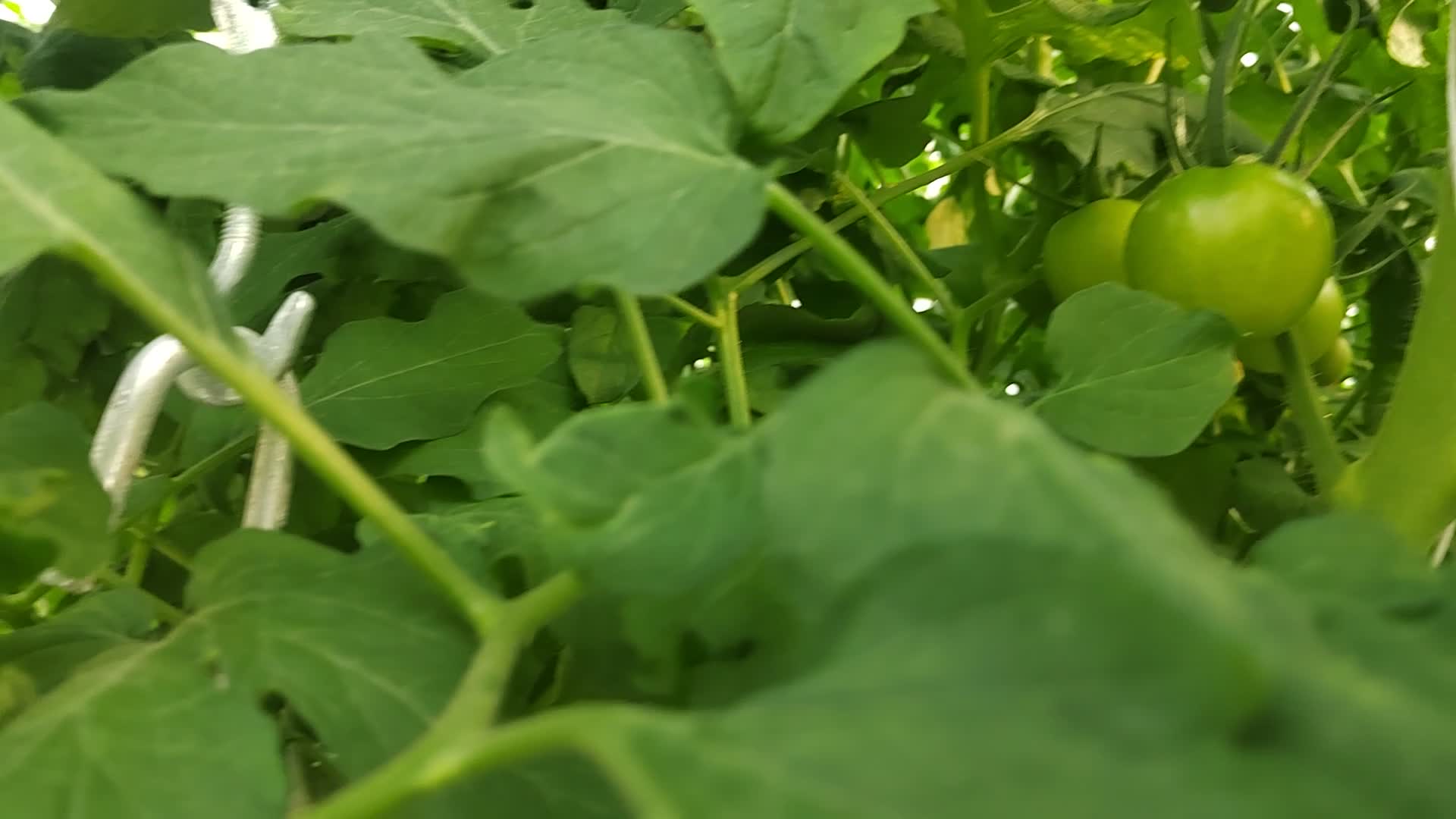 供应西红柿,安徽州来绿港智慧农业