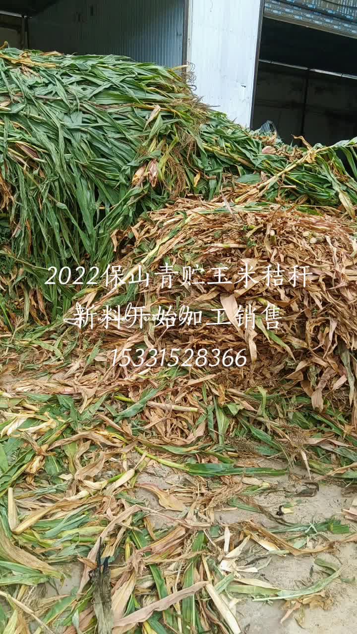 云南保山玉米秸秆青贮饲料