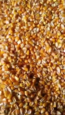 吉林玉米好粮水分十五以内。容重700以上。