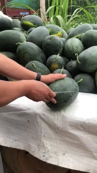 湖北黑美人西瓜🍉皮薄 甜度高