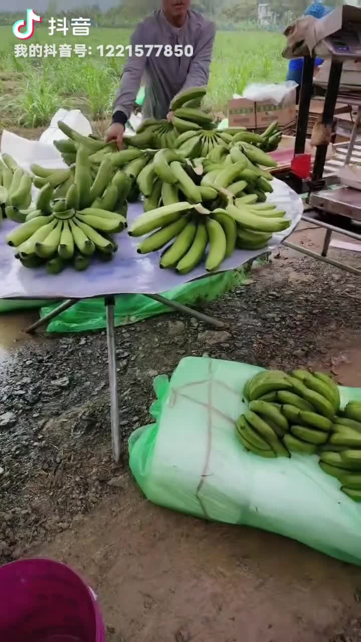 广西香蕉、芭蕉水果等，有需要的与本人联系。