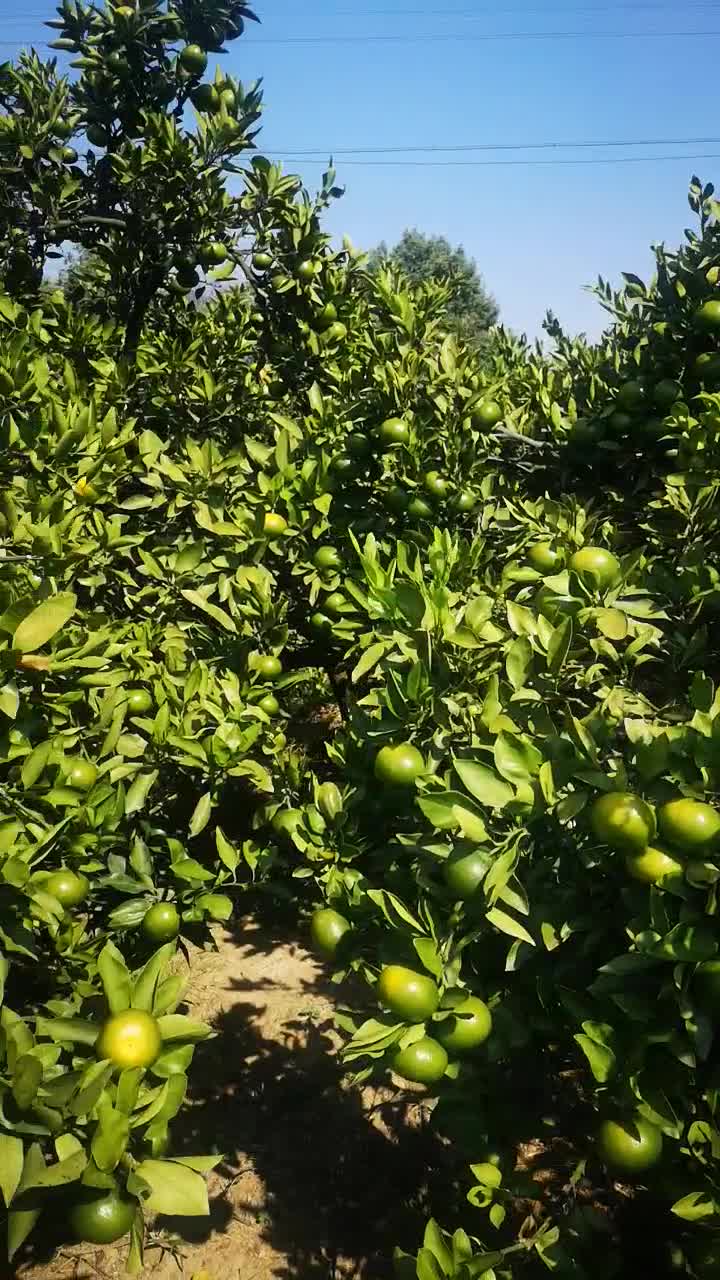 湖南常德石门县柑橘蜜橘大量供应（农户自产自销）