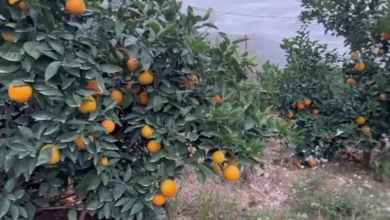 正宗赣南脐橙，自家果园种植，现摘现发
