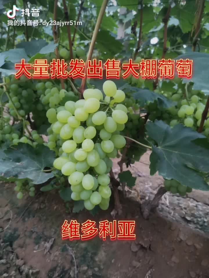 河北省保定市清苑区大量批发大棚葡萄