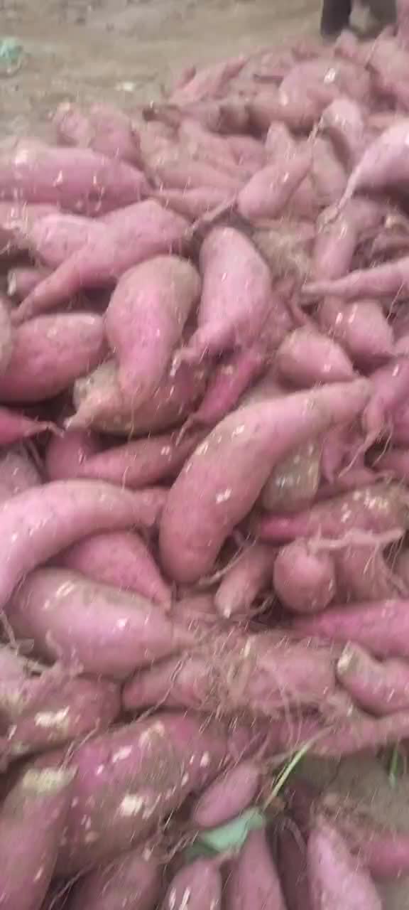 山东红薯供应烟薯，西瓜红，济薯二六，来福大量红薯批