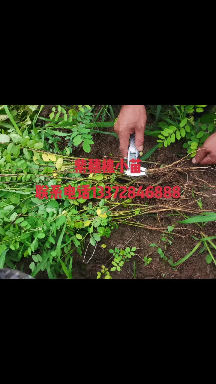 紫穗槐小苗，油条，棉槐