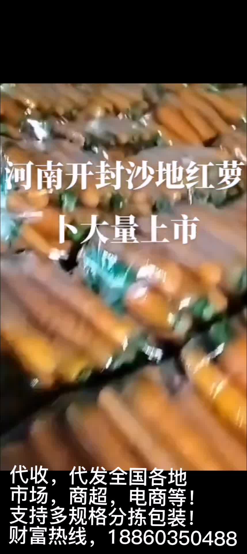 开封沙地胡萝卜大量上市中