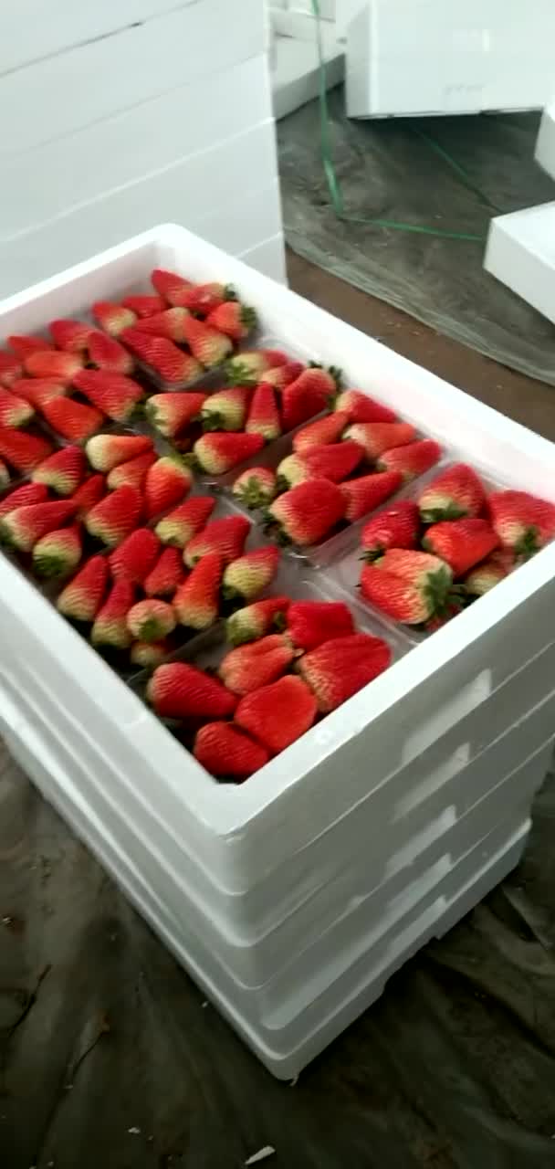 山东临沂草莓，九香草莓，联盟草莓
