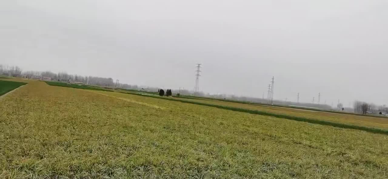 山东菏泽市曹县麦冬种植基地欢迎前来参观。