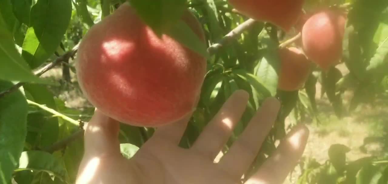 桃子，毛桃 品种日本大红桃，沙土地种植果树