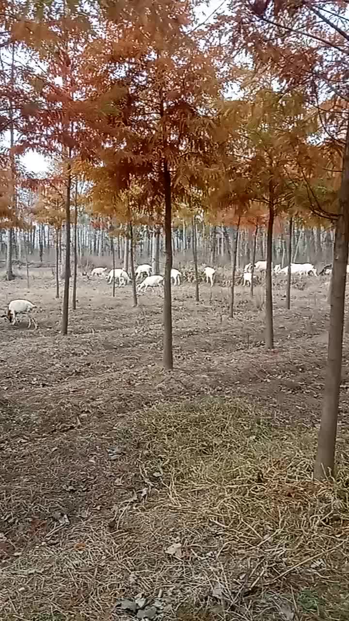 散养山羊