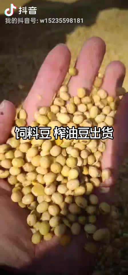 黄豆 大豆榨油豆 饲料豆进口非转基因大豆等