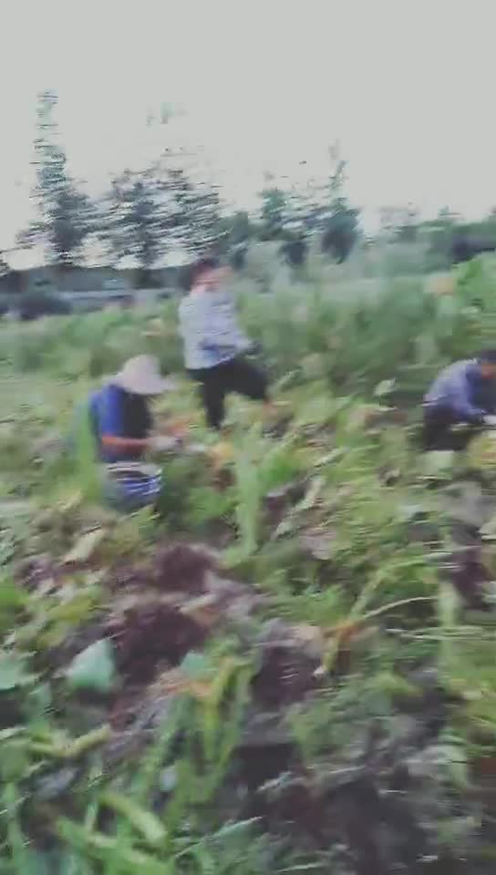 铅山紫溪地标农产品红芽芋 原产地自产自销