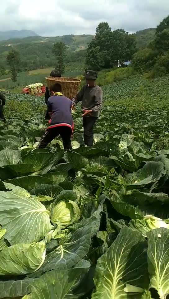 四川莲花白大量出售中需要的老板请联系