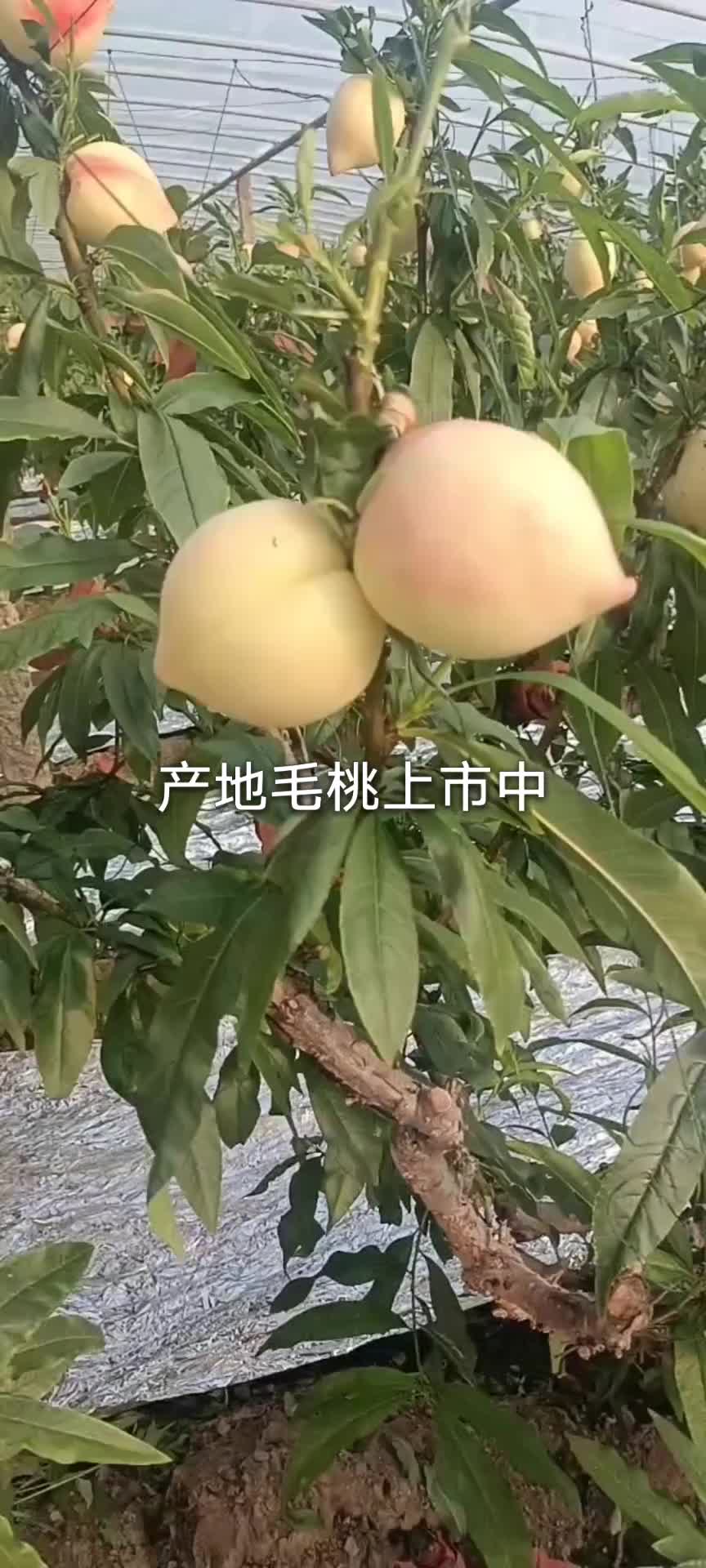 产地大棚毛桃油桃。苹果，葡萄