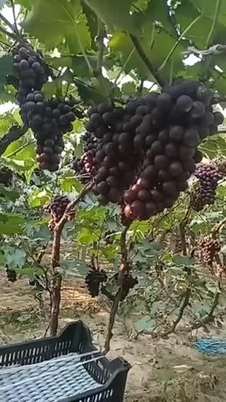 巨峰葡萄晚红葡萄大量有货有需要联系