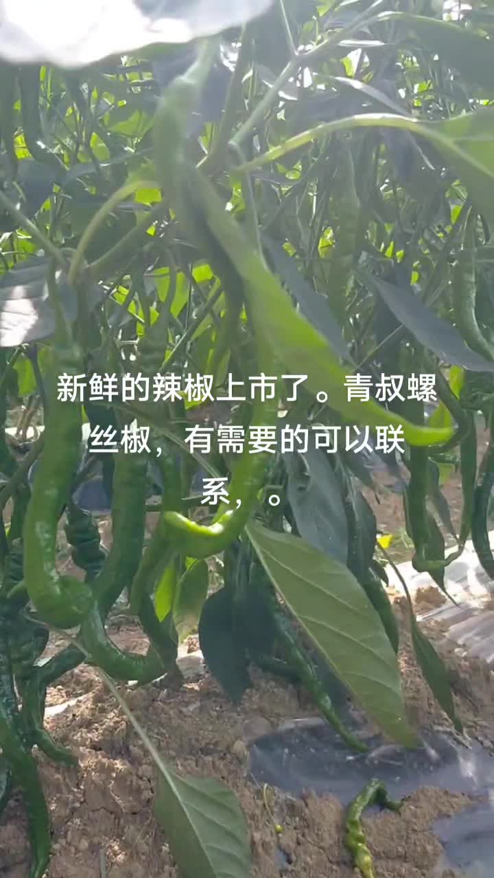 螺丝椒