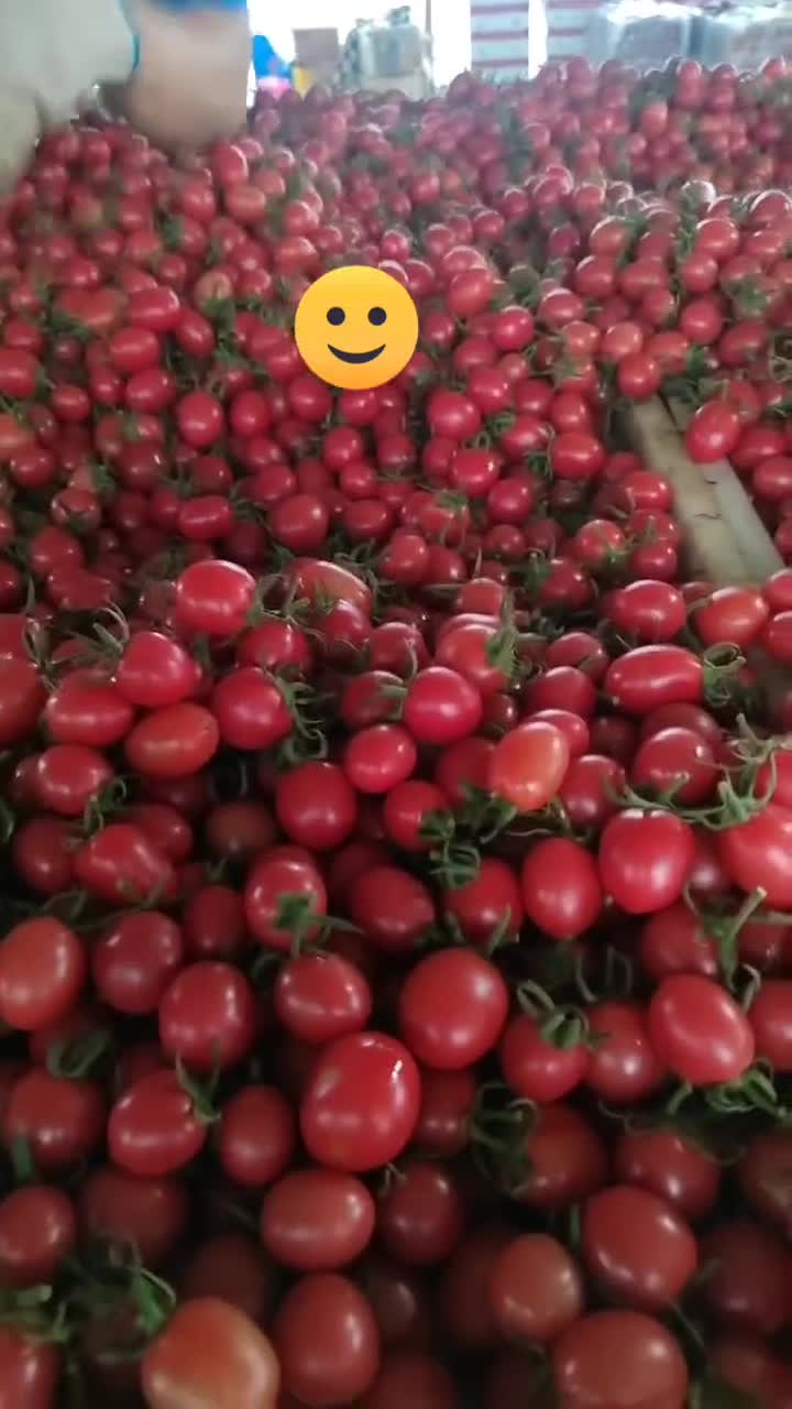聊城莘县大量供应圣女果，千禧贝贝小番茄