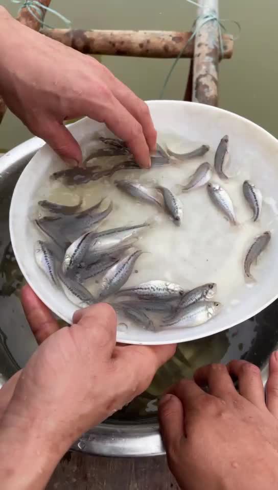 佛山市加州鲈鱼苗生长快速，存活率高