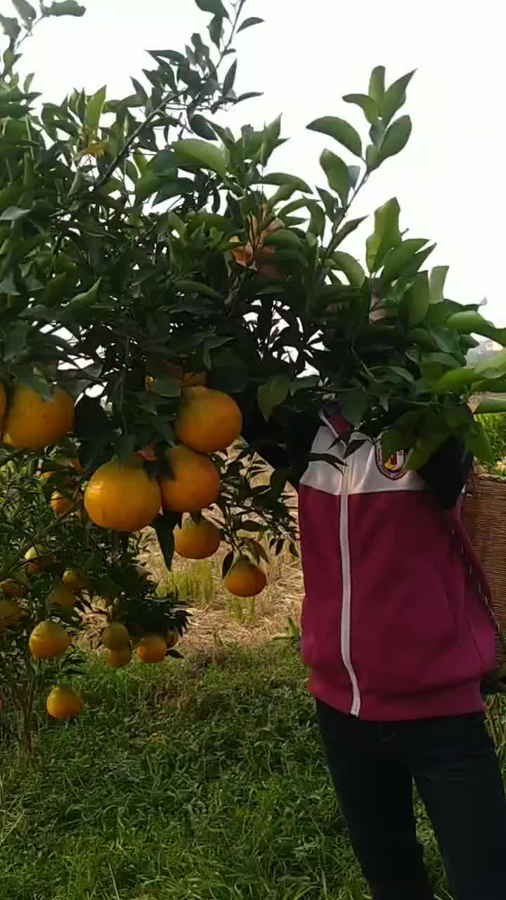 痴农夫•大雅耙耙柑、三红蜜抽