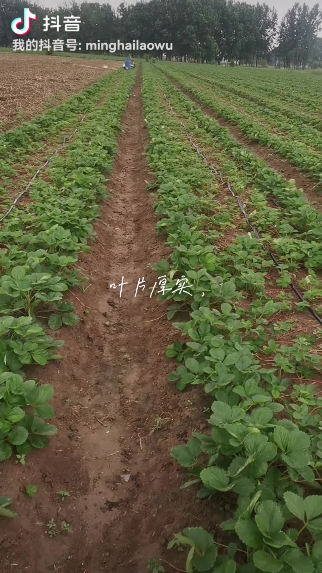 安徽省阜阳市秋季优质天仙醉草莓苗