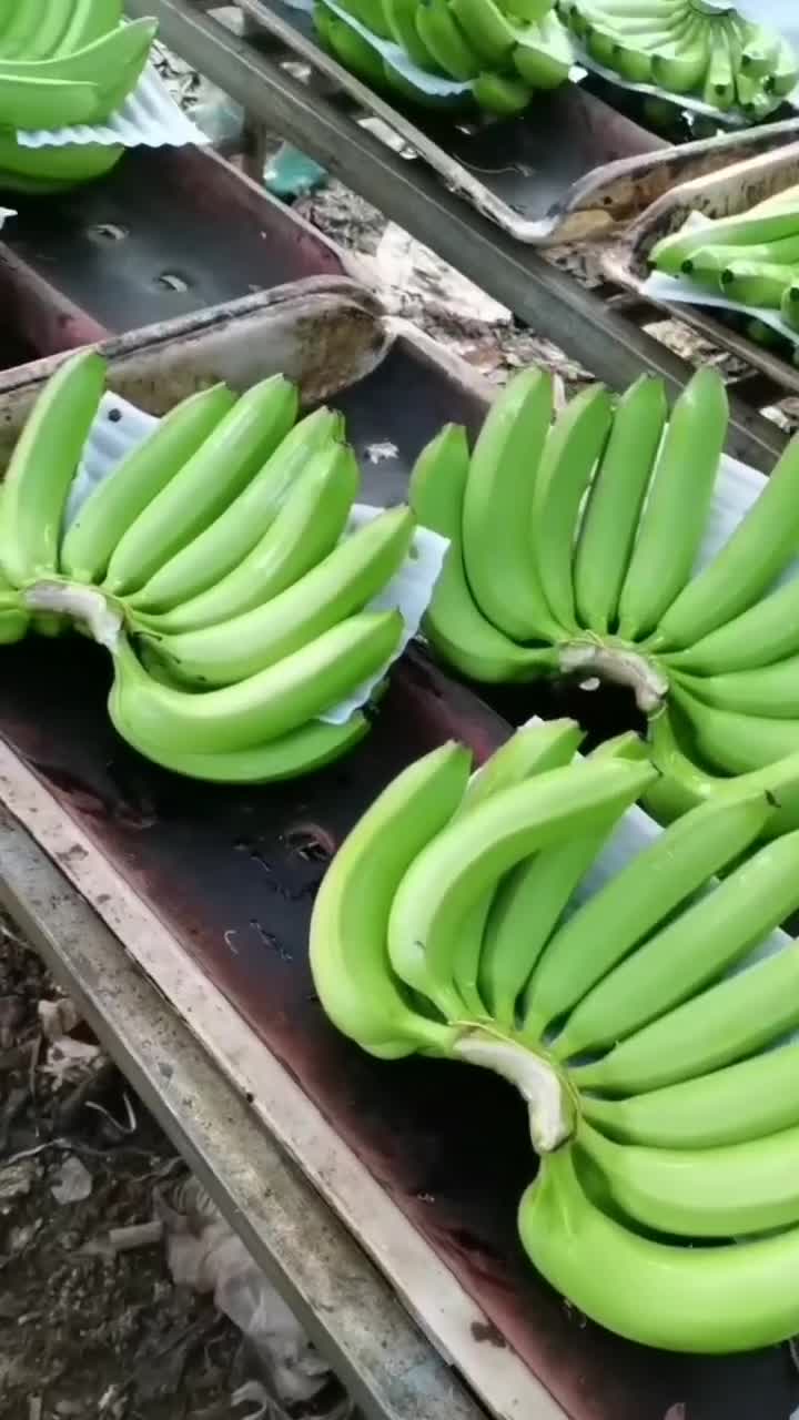 水果香蕉13277778585