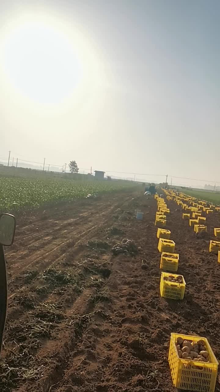 刚收获新鲜土豆大量上市，品种多质量好耐运输