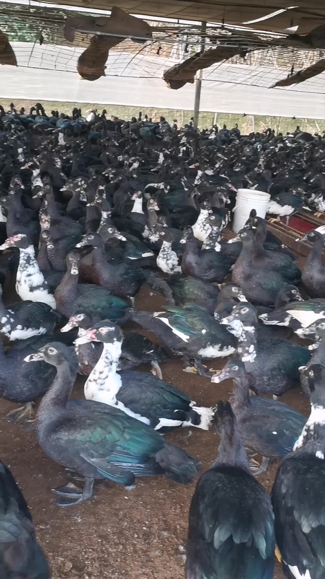 福建漳州供应黑番鸭，白番鸭，半番鸭，货源稳定质量好